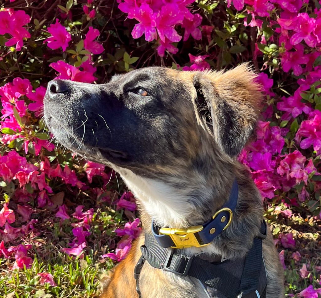 image2 Brindle puppy with a black mask, sits in front of fuchsia azaleas sniffing the air